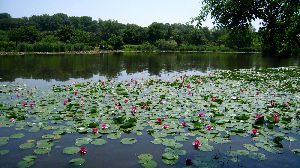 見沼自然公園の睡蓮池　20014.5.31