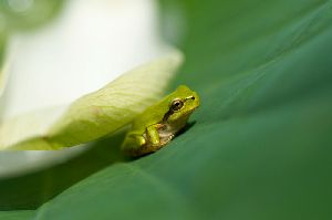 蓮の葉の上で休憩中のカエル君