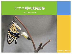 アゲハ蝶の成長記録をスライドショーにしました