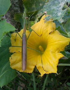 巨大カマキリ出没！