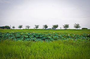 夏の終わりの蓮池