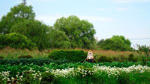 農家さんの畑の周りには沢山のニラの花が咲いています