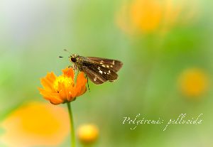 黄花コスモスと一文字セセリ