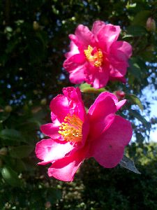 山茶花の季節