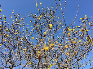 蝋梅（ろうばい）の花が満開です　2015.1.5