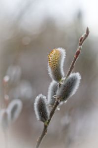 ネコヤナギの花