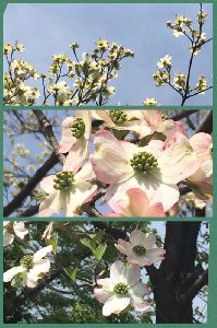 満開の花水木