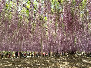 圧巻の大藤棚