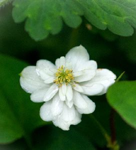 八重のドクダミの花