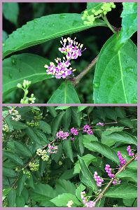 ムラサキシキブ（紫式部）の花と実