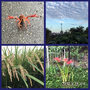 2015.9.11　台風一過の綾瀬川ほとり