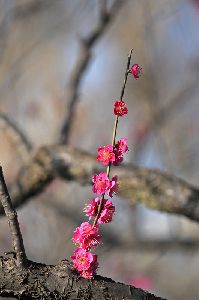 紅梅が見事でした