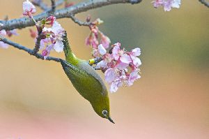 河津桜とメジロ