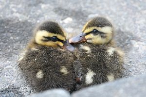 カルガモ兄弟　2016.7.28撮影