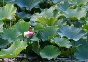 2016.8.16撮影　慈恩寺親水公園