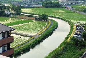 我が家のベランダから見る５月の田んぼ