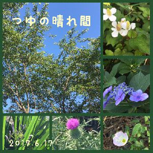 梅雨の晴れ間　2017.6.17早朝