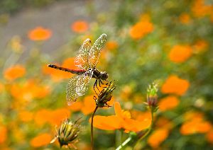 黄花コスモスと秋アカネ