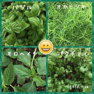 夏野菜を食べて元気です