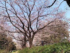 見沼自然公園