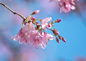 雅桜